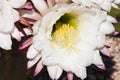 Cereus cactus blossoms Royalty Free Stock Photo