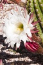 Cereus cactus blossoms Royalty Free Stock Photo