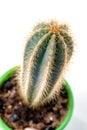 Cereus Cactus close-up in green flower pot on white background Royalty Free Stock Photo