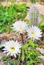 Cereus cactus flower