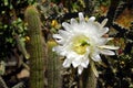 Cereus Cactus Flower Royalty Free Stock Photo