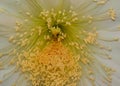 cereus cactus flower