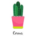 Cereus cactus in pot