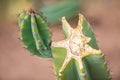 Cereus Crested cactus, a Central Asian succulent cut with a process. Beautiful floral summer background, close-up