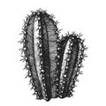 Cereus Hildmannianus Cactus Hand Drawn Vector