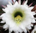 Cereus Peruvianus Cactus Blossom