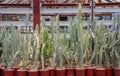 Cereus Peruvianus cactus Royalty Free Stock Photo