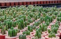 Cereus Peruvianus cactus Royalty Free Stock Photo