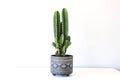 Cereus Peruvianus cactus in ornamental flowerpot on white furniture against bright wall Royalty Free Stock Photo