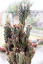 Cereus peruvianus monstrose cactus plant with selective focus and blur background Royalty Free Stock Photo