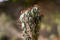 Cereus peruvianus Monstrosus cactus plant with blurred background or cactus with spiderweb Royalty Free Stock Photo