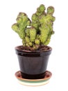 Cereus peruvianus Royalty Free Stock Photo