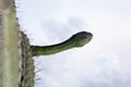 A bud of cacti against the sky.