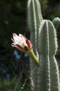 Flower stalk of a cereus peruvianus or night blooming cereus Royalty Free Stock Photo