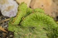 Cereus Repandus plant in the garden in Spain