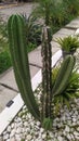 Cereus repandus type cactus plant