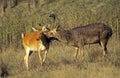 CERF BARASINGHA cervus duvauceli