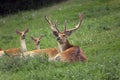 CERF BARASINGHA cervus duvauceli