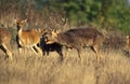 CERF BARASINGHA cervus duvauceli