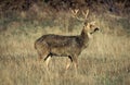 CERF BARASINGHA cervus duvauceli