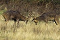 CERF BARASINGHA cervus duvauceli