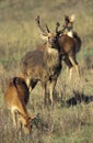 CERF BARASINGHA cervus duvauceli