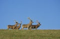 CERF ROUGE cervus elaphus Royalty Free Stock Photo