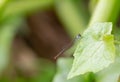 Ceriagrion auranticum ,Needle dragonfly sticks to the edge of a leaf in nature against a blurred background