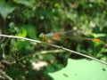 Ceriagrion cerinorubellum (Brauer, 1865)