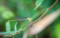 Ceriagrion cerinorubellum Brauer, 1865 , needle dragonfly On the morning branches in the garden