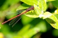 A Ceriagrion tenellum small red damselfly