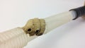 Ceriana wasp builds its nest on clear flexible tube