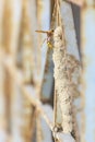 Ceriana wasp builds its nest at grille Royalty Free Stock Photo