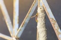 Ceriana wasp builds its nest at grille Royalty Free Stock Photo