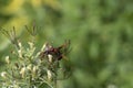 Ceriana wasp Looking for food on flowers