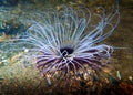 Mediterranean Tube Anemone - Cerianthus membranaceus