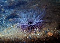 Mediterranean Tube Anemone - Cerianthus membranaceus