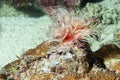 Ceriantus underwater sea red and white flower worm Royalty Free Stock Photo