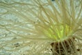 A ceriantus underwater sea yellow flower worm Royalty Free Stock Photo