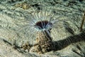 A ceriantus underwater sea yellow flower worm in Cebu Philippines Royalty Free Stock Photo
