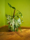 ceriman (Monstera deliciosa) plant Royalty Free Stock Photo