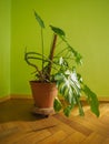 ceriman (Monstera deliciosa) plant Royalty Free Stock Photo