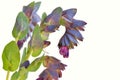Cerinthe major purpurascens blue honeywort Royalty Free Stock Photo