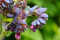 Cerinthe major purpurascens blue honeywort Royalty Free Stock Photo