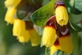 Cerinthe major - yellow flower Royalty Free Stock Photo