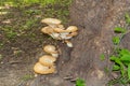 Cerioporus squamosus, also known as Pheasant`s back mushrooms and dryad`s saddle, is a basidiomycete bracket fungus Royalty Free Stock Photo