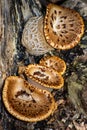 Cerioporus squamosus fungi in Brown Deer Wisconsin