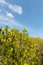 Ceriops tagal field in golden-green color