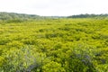 Ceriops tagal forest Royalty Free Stock Photo