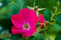 Cerise flower Royalty Free Stock Photo